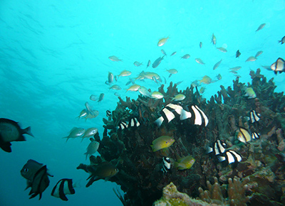 サンゴ礁に集まる魚の画像